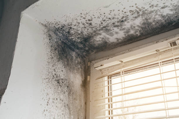 Affordable Mold Cleanup solutions in Bedford, MA