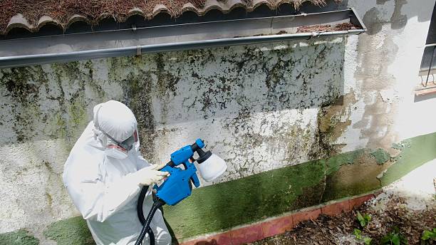 Trusted Attic Mold Removal service in Bedford, MA - Cheap Mold Removal